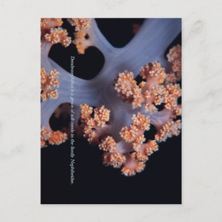 Ocean Memory / Soft Coral #001 Postcard