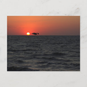 Ocean Sunset with Seagull Postcard