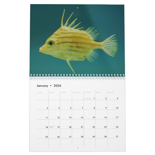 Ocean Wildlife Photography Calendar (Jan 2026)