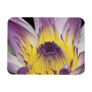 Oceania, Fiji, Purple Panama Pacifica Nymphea Magnet