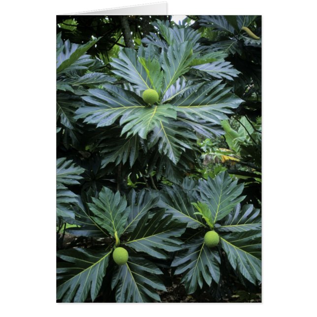 Oceania, South Pacific, French Polynesia, (Front)
