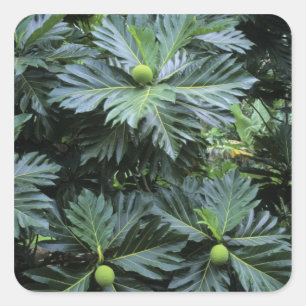 Oceania, South Pacific, French Polynesia, Square Sticker