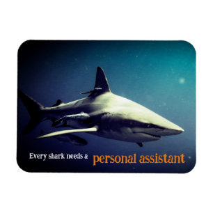 Oceanic blacktip shark underwater magnet