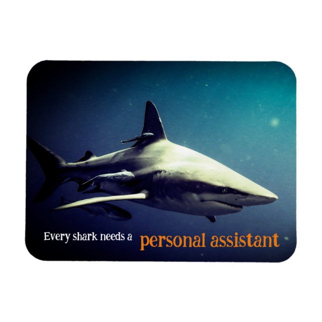 Oceanic blacktip shark underwater magnet (Horizontal)