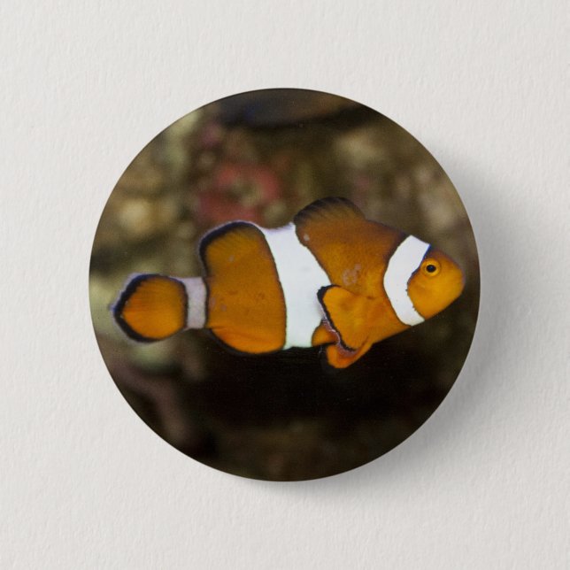 Ocellaris Clownfish 6 Cm Round Badge (Front)