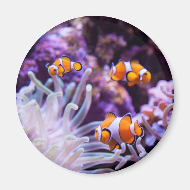 Ocellaris Clownfish | Amphiprion Ocellaris Magnet (Front)