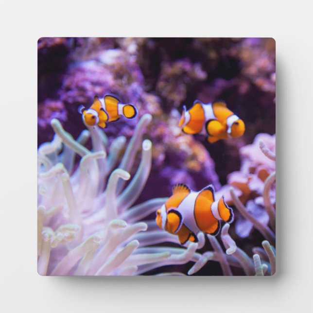 Ocellaris Clownfish | Amphiprion Ocellaris Plaque (Front)