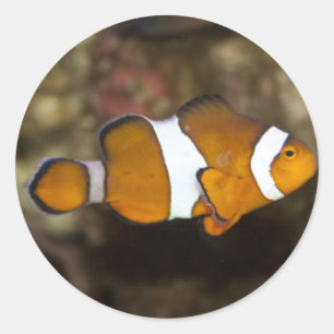 Ocellaris Clownfish Classic Round Sticker
