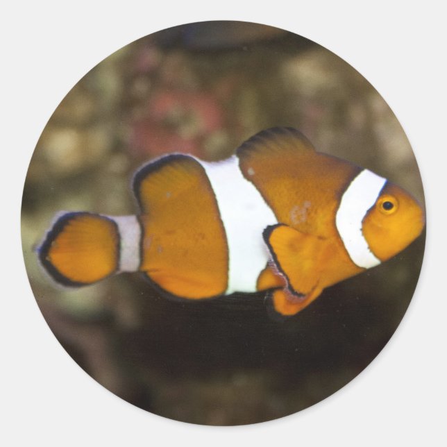 Ocellaris Clownfish Classic Round Sticker (Front)