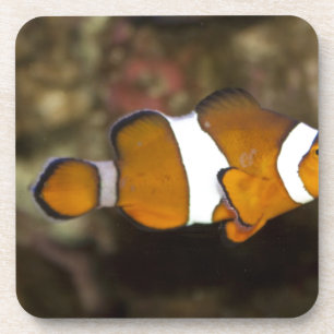 Ocellaris Clownfish Coaster