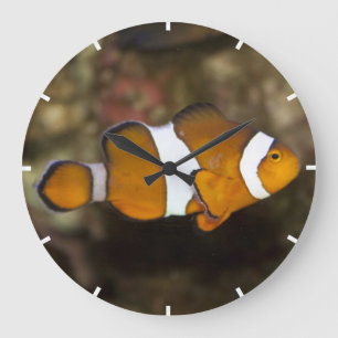 Ocellaris Clownfish Large Clock