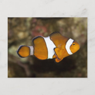 Ocellaris Clownfish Postcard