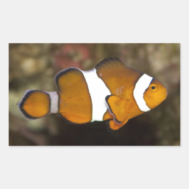 Ocellaris Clownfish Rectangular Sticker (Front)