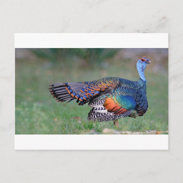 Ocellated Turkey in Guatemala Postcard (Front)