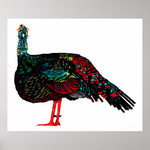 Ocellated Turkey Poster