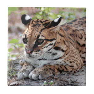 Ocelot 02 9x9 ceramic tile