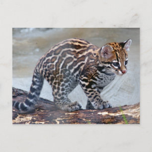 ocelot baby4x6 postcard