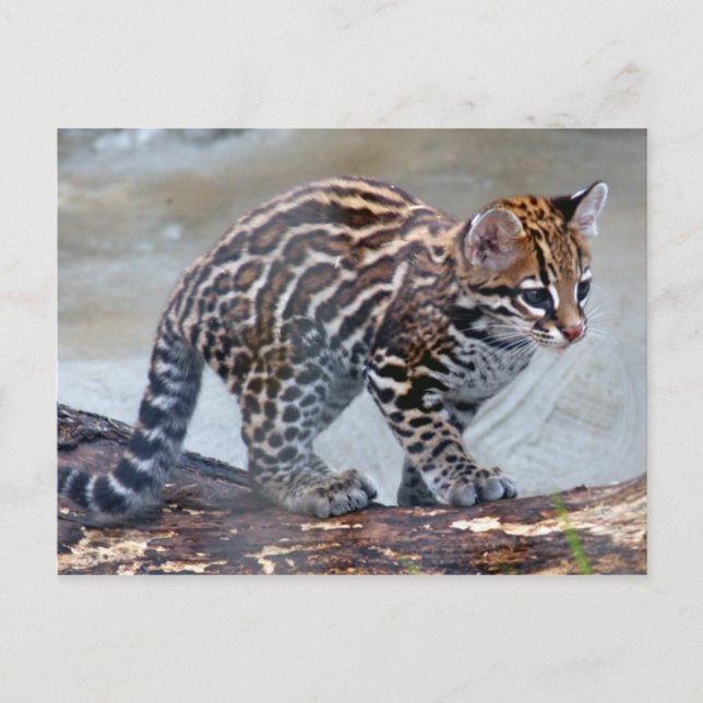 ocelot baby4x6 postcard (Front)
