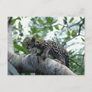 Ocelot-baby climbing tree postcard