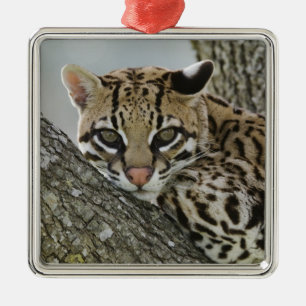 Ocelot, Felis pardalis, captive, female resting 2 Metal Tree Decoration
