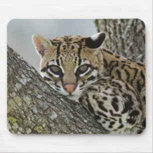 Ocelot, Felis pardalis, captive, female resting 2 Mouse Pad