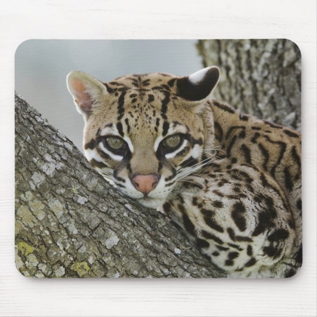 Ocelot, Felis pardalis, captive, female resting 2 Mouse Pad (Front)