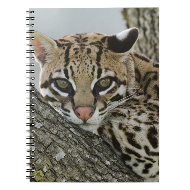 Ocelot, Felis pardalis, captive, female resting 2 Notebook (Front)