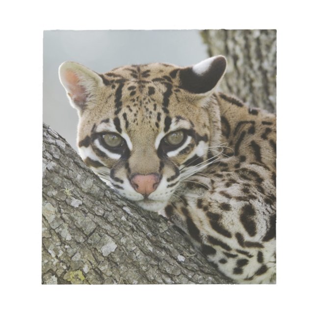 Ocelot, Felis pardalis, captive, female resting 2 Notepad (Front)