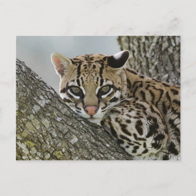 Ocelot, Felis pardalis, captive, female resting 2 Postcard (Front)