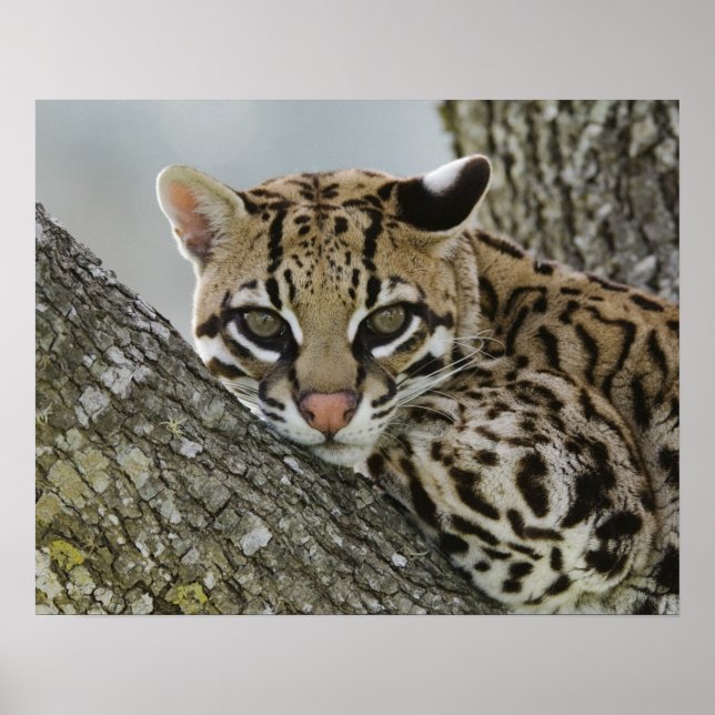 Ocelot, Felis pardalis, captive, female resting 2 Poster (Front)