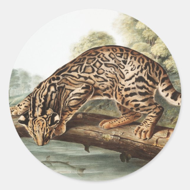 Ocelot, Leopard Cat (Felis pardalis) Illustration Classic Round Sticker (Front)