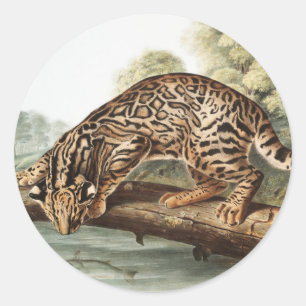 Ocelot, Leopard Cat (Felis pardalis) Illustration Classic Round Sticker