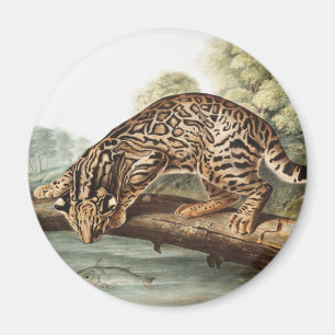 Ocelot, Leopard Cat (Felis pardalis) Illustration Magnet