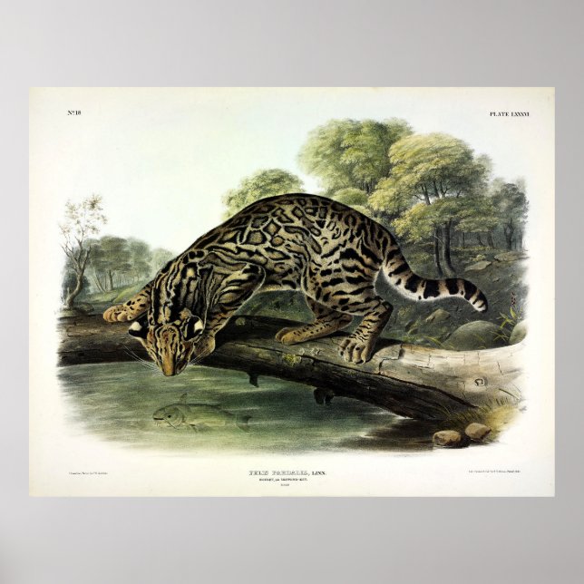 Ocelot, Leopard-Cat (Leopardus pardalis) - Audubon Poster (Front)