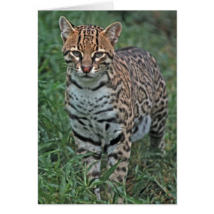 OCELOT Leopardus pardalis) CENTRAL AMERICA