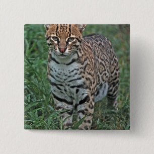 OCELOT Leopardus pardalis) CENTRAL AMERICA 15 Cm Square Badge