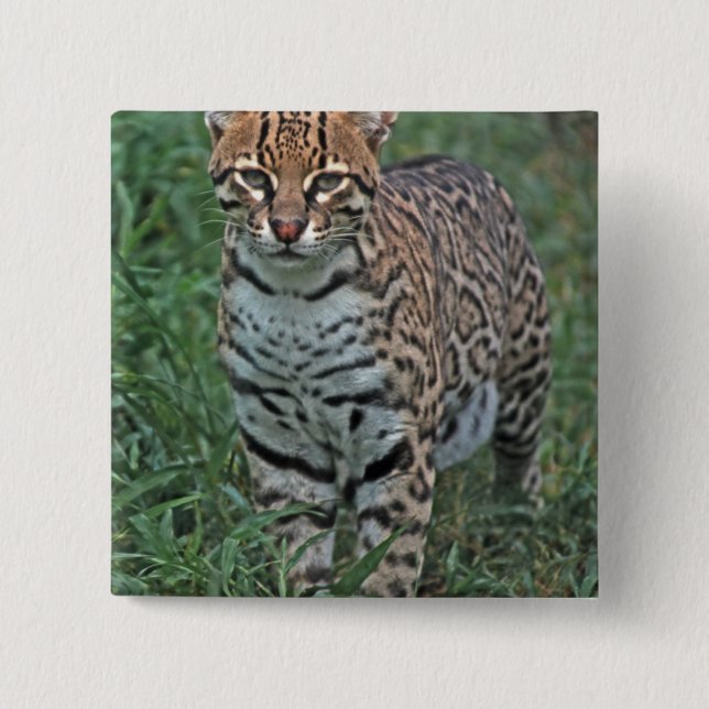 OCELOT Leopardus pardalis) CENTRAL AMERICA 15 Cm Square Badge (Front)