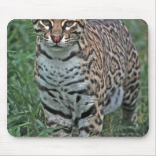 OCELOT Leopardus pardalis) CENTRAL AMERICA Mouse Pad
