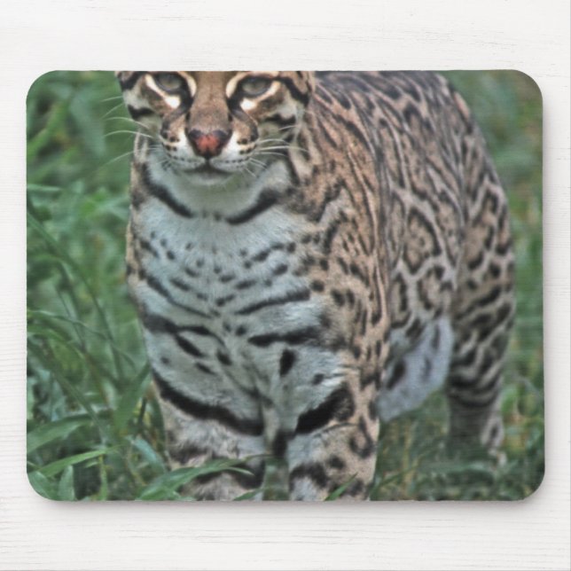 OCELOT Leopardus pardalis) CENTRAL AMERICA Mouse Pad (Front)