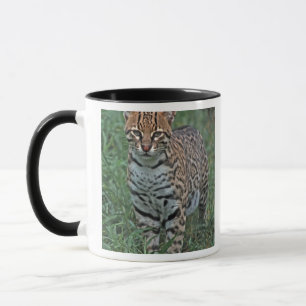 OCELOT Leopardus pardalis) CENTRAL AMERICA Mug