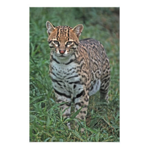 OCELOT Leopardus pardalis) CENTRAL AMERICA Photo Print