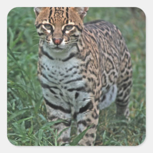 OCELOT Leopardus pardalis) CENTRAL AMERICA Square Sticker