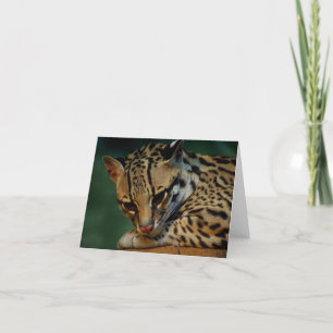 Ocelot notecard