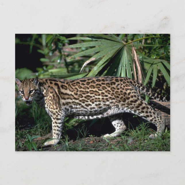 Ocelot Postcard (Front)