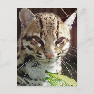 Ocelot Postcard