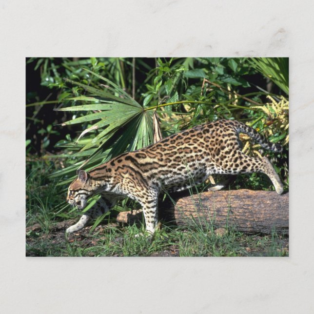 Ocelot Postcard (Front)