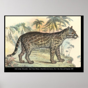 Ocelot (variety) poster
