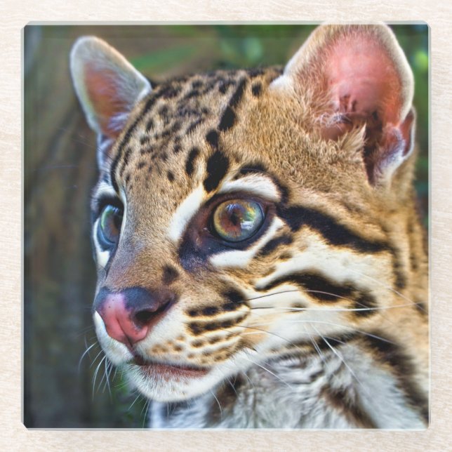 Ocelot - Wild Mini Jaguar Glass Coaster (Front)