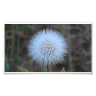 Ochoco Black Canyon Flora Flower Botany Wildflower Photo Print