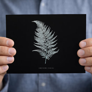 Ochre Fern Frond, Gymnogramma Ochracea  Postcard